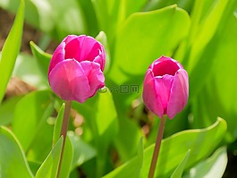 郁金香,春天,復活節(jié)