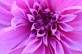 開花,花,紫