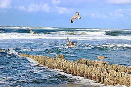 海,沖浪,海鷗