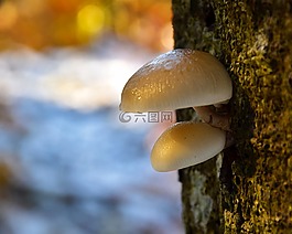 蘑菇,樹,增長