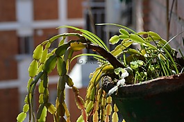 植物,花盆,綠色