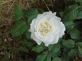 玫瑰,花,白