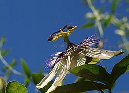自然,花,戶外