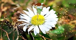 花,費,童話故事