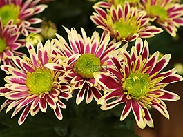 花,自然,植物區(qū)系