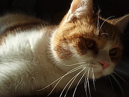 貓,動物,寵物