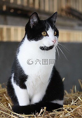 貓,基蒂,貓的