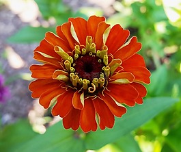 花,自然,花園