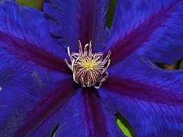 花,自然,戶外