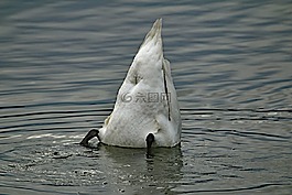 天鵝,水,湖