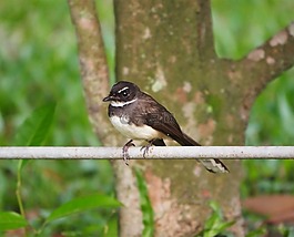 鳥,野生動物,自然