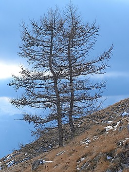 樹,落葉松,性質