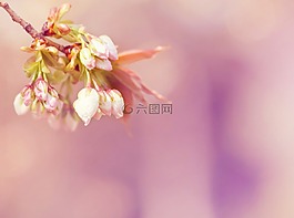 開花,春天,盛開