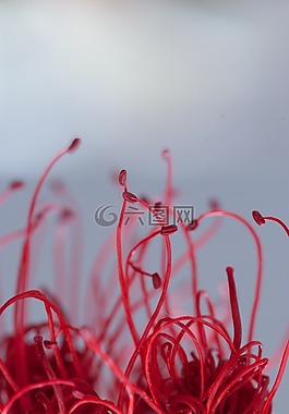 性質(zhì),花,宏