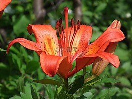花卉,百合,橙色