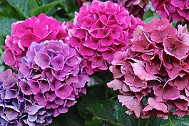 绣球,鲜花,粉红色