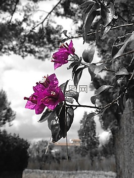 花,春天,性質