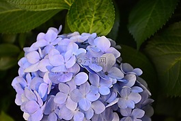 花,繡球花,風景