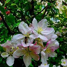 鮮花,春,蜜蜂
