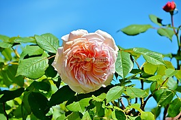 玫瑰,玫瑰布什,花