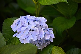 花,繡球花,風景