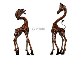 長頸鹿,哺乳動物,滑稽