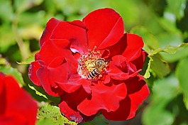 蜜蜂,昆蟲,開花