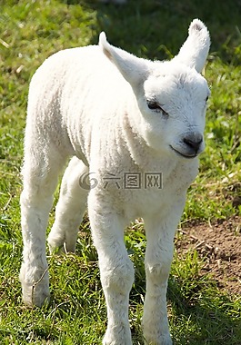 春天,羔羊,羊