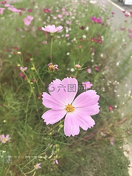 韓國,在秋天,景觀