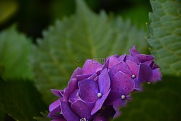 花,繡球花,風景
