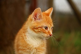 貓,小貓,草