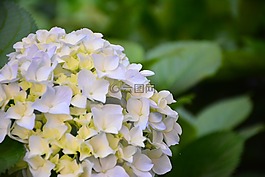 花,繡球花,風景