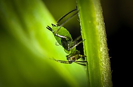 昆蟲,性質(zhì),bespozvonochnoe