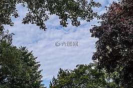 樹(shù)木,林冠,天空