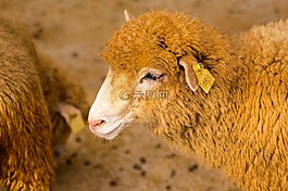 羊,動物,羊肉