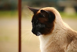 貓,暹羅貓,貓畫像