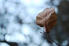 葉,灰色,陰