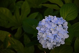 花,繡球花,風景