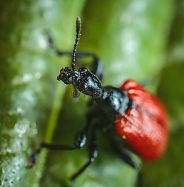 昆蟲,性質(zhì),bespozvonochnoe