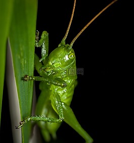 bespozvonochnoe,蚱蜢,昆蟲