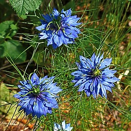 鮮花,性質(zhì),宏