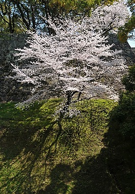 櫻桃,日本花卉,鮮花