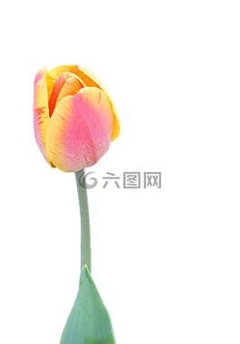 開花,花,郁金香