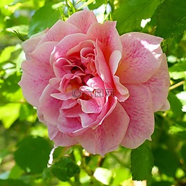 鮮花,粉色,花園