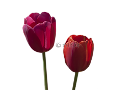 鮮花,郁金香,紅色