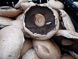 portabella,蘑菇,真菌