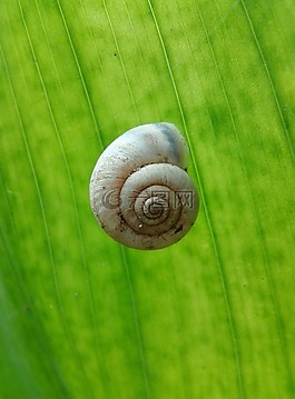 蝸牛,葉子,綠色