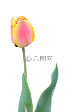 開花,花,郁金香