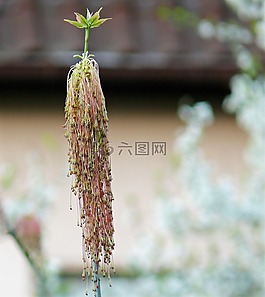 彈簧,芽,新鮮的綠色