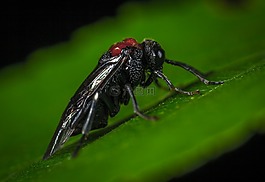 昆蟲,性質(zhì),bespozvonochnoe